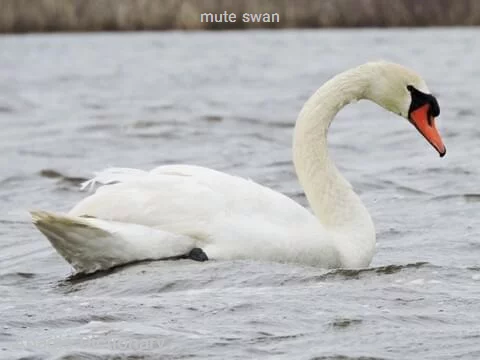 mute swan